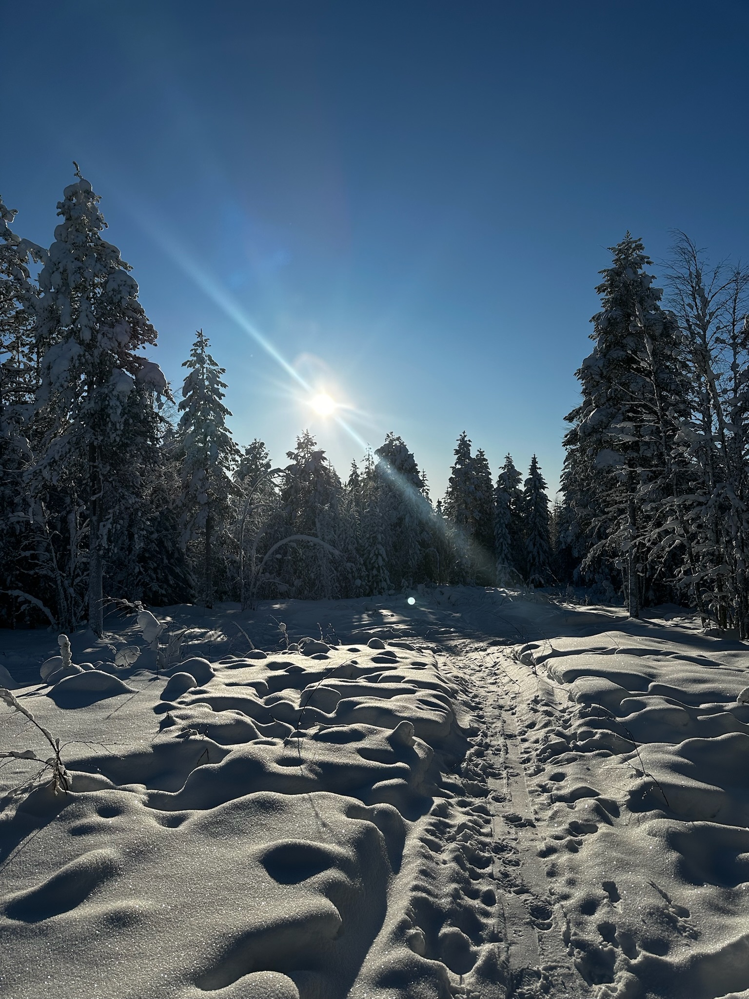 Talvinen metsäpolku Lapissa